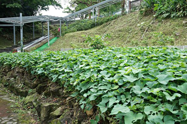 太陽湖畔咖啡19