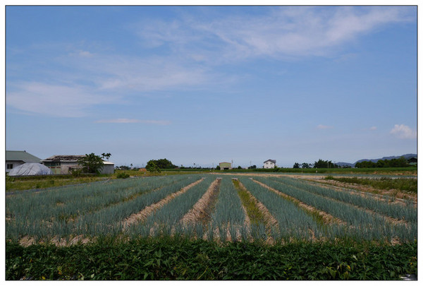 蔥仔寮體驗農場:【宜蘭三星鄉】當一日農夫體驗拔蔥、洗蔥、蔥油餅DIY好好玩☀蔥仔寮體驗農場☀