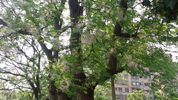 霄裡大池苦楝花大道： 【桃園景點】八德霄裡大池苦楝花大道(花況4月6號)