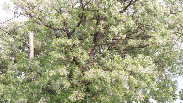 霄裡大池苦楝花大道： 【桃園景點】八德霄裡大池苦楝花大道(花況4月6號)