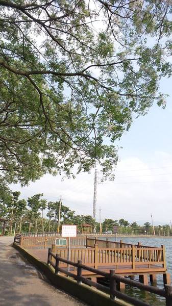 霄裡大池苦楝花大道： 【桃園景點】八德霄裡大池苦楝花大道(花況4月6號)