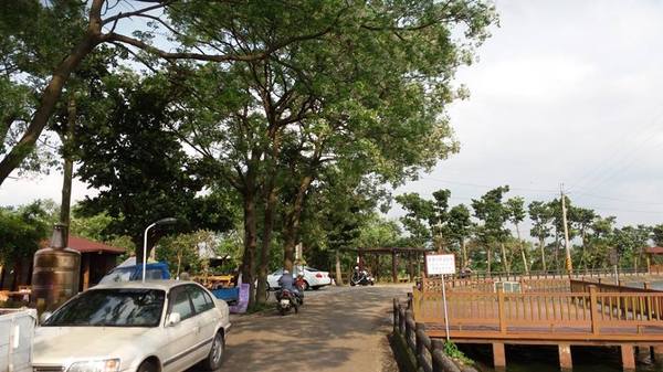 霄裡大池苦楝花大道： 【桃園景點】八德霄裡大池苦楝花大道(花況4月6號)