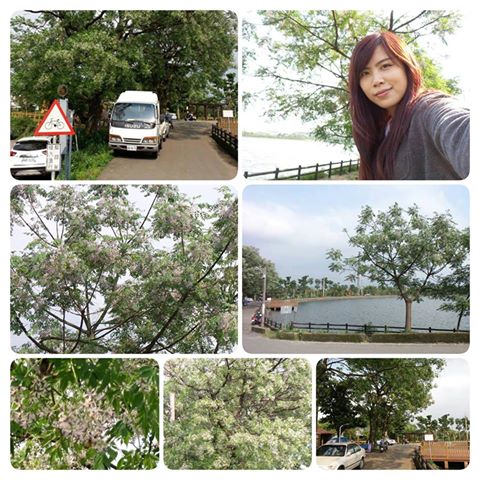 霄裡大池苦楝花大道： 【桃園景點】八德霄裡大池苦楝花大道(花況4月6號)