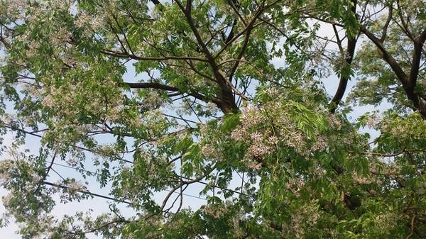 霄裡大池苦楝花大道： 【桃園景點】八德霄裡大池苦楝花大道(花況4月6號)