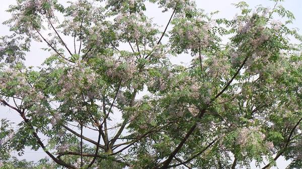 霄裡大池苦楝花大道： 【桃園景點】八德霄裡大池苦楝花大道(花況4月6號)