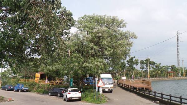 霄裡大池苦楝花大道： 【桃園景點】八德霄裡大池苦楝花大道(花況4月6號)
