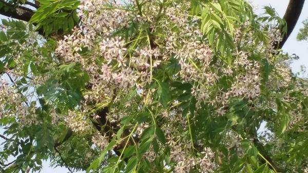 霄裡大池苦楝花大道： 【桃園景點】八德霄裡大池苦楝花大道(花況4月6號)