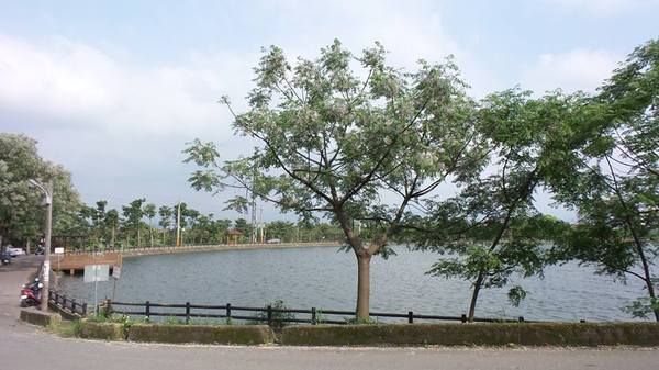 霄裡大池苦楝花大道： 【桃園景點】八德霄裡大池苦楝花大道(花況4月6號)