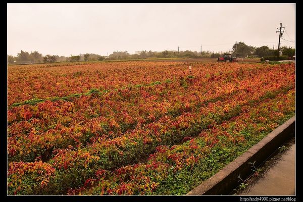 20151227桃園八德霄裡大池落羽松9
