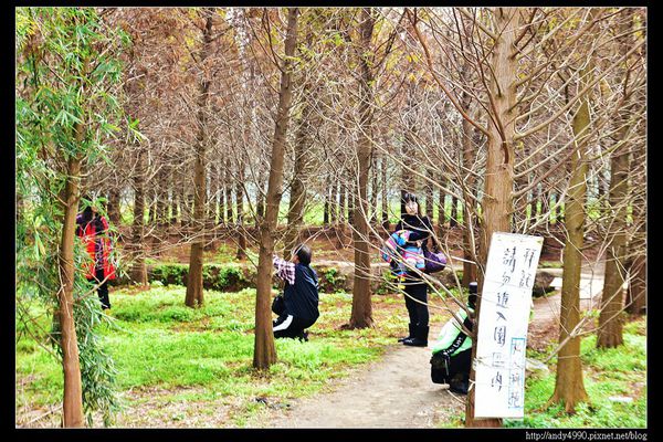 20160110桃園八德霄裡大池落羽松15