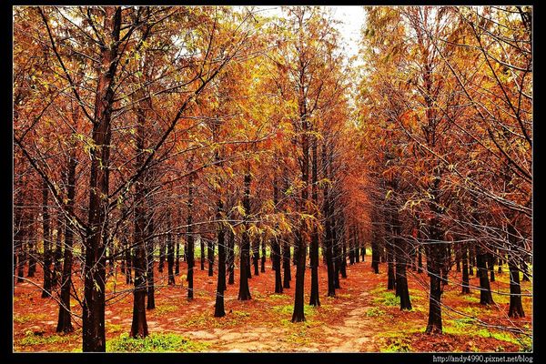 20151227桃園八德霄裡大池落羽松4