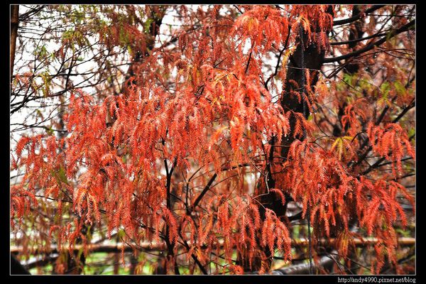 20151227桃園八德霄裡大池落羽松1