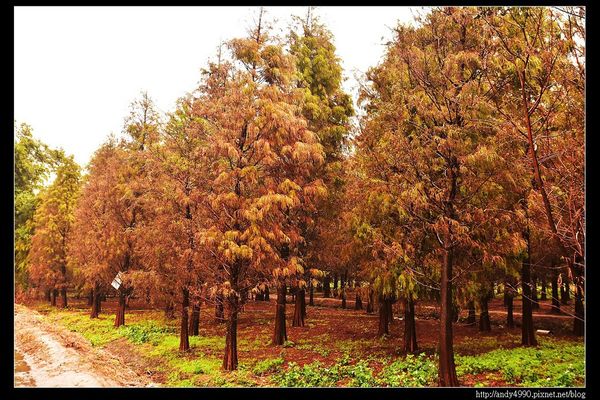 20151227桃園八德霄裡大池落羽松6