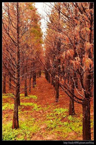 20151227桃園八德霄裡大池落羽松2