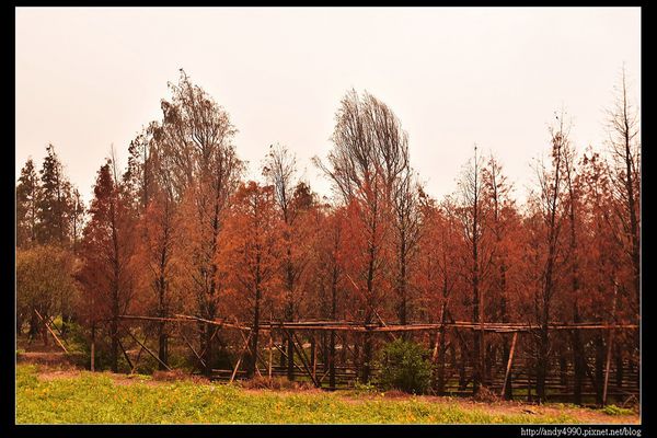 20151227桃園八德霄裡大池落羽松12