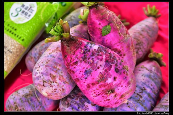 20160110桃園八德霄裡大池落羽松16