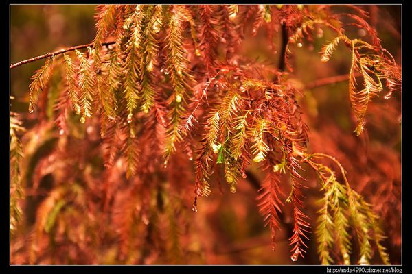 20151227桃園八德霄裡大池落羽松7