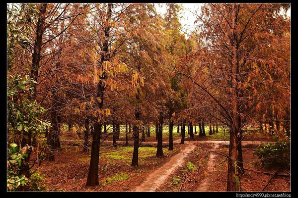 20151227桃園八德霄裡大池落羽松8