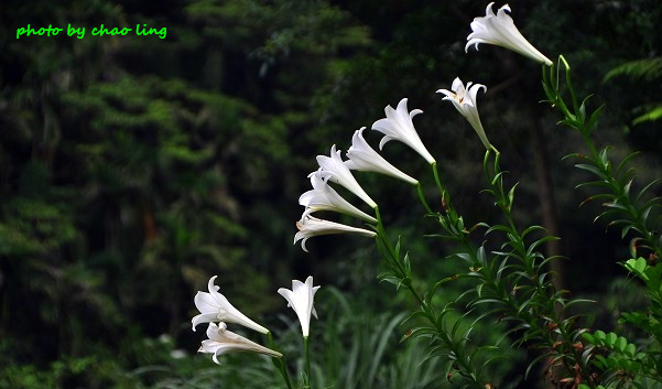 鶯歌阿四巷-32.JPG - 2016夏之豔陽