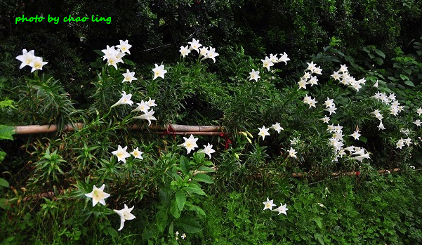 鶯歌阿四巷-11.JPG - 2016夏之豔陽