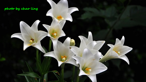 鶯歌阿四巷-13.JPG - 2016夏之豔陽