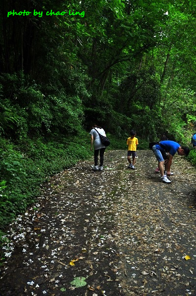鶯歌阿四巷-5.JPG - 2016夏之豔陽