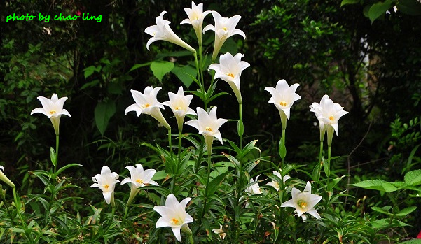 鶯歌阿四巷-12.JPG - 2016夏之豔陽