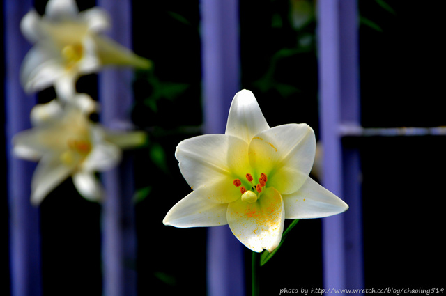 1602932192.jpg - 賞花 - 百合