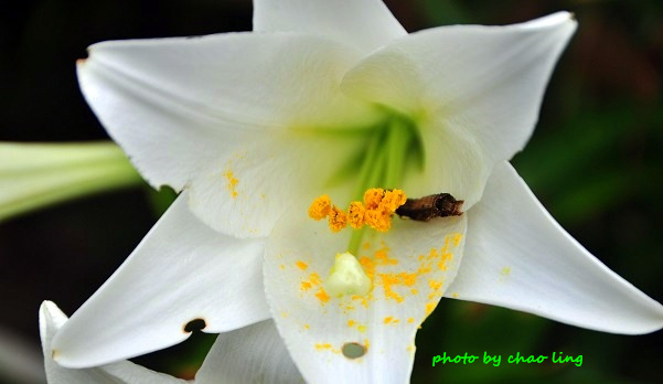 鶯歌阿四巷-29.JPG - 2016夏之豔陽