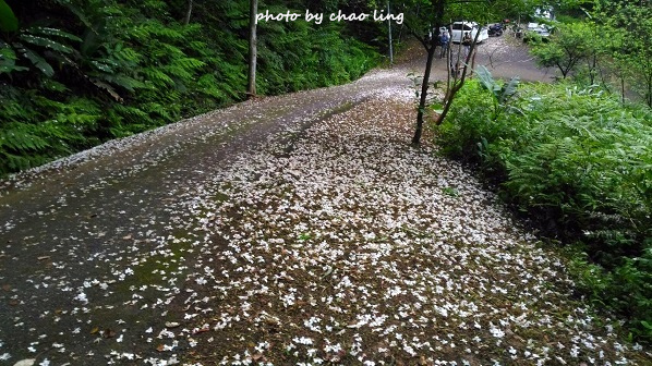 土城石門路-2.jpg - 2016夏之豔陽