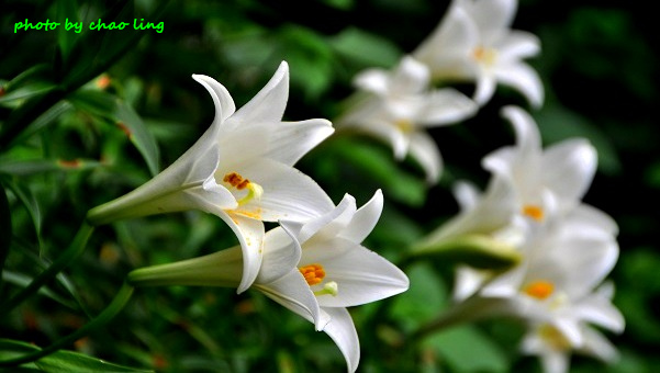 鶯歌阿四巷-1.JPG - 2016夏之豔陽