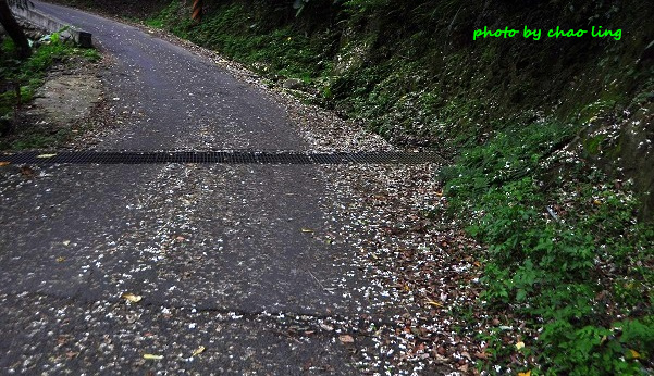 鶯歌阿四巷-3.JPG - 2016夏之豔陽