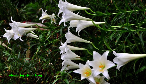 鶯歌阿四巷-22.JPG - 2016夏之豔陽