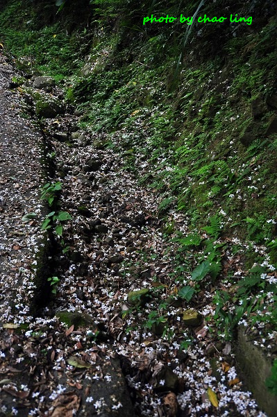 鶯歌阿四巷-4.JPG - 2016夏之豔陽