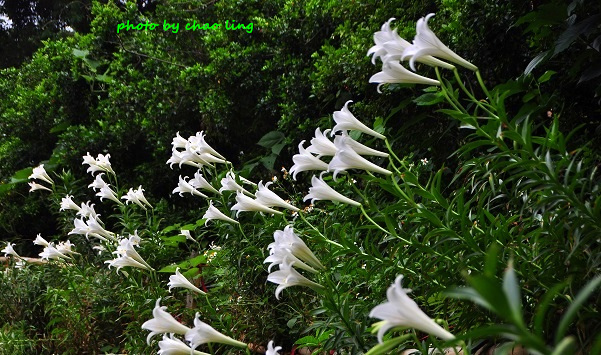 鶯歌阿四巷-23.JPG - 2016夏之豔陽