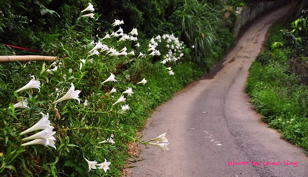 鶯歌阿四巷-9.JPG - 2016夏之豔陽