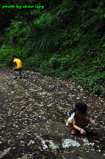 鶯歌阿四巷-6.JPG - 2016夏之豔陽