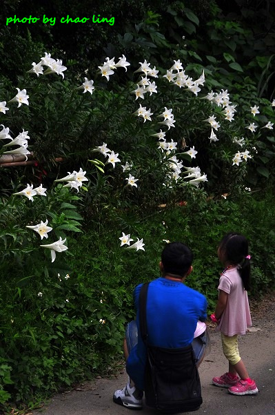 鶯歌阿四巷-31.JPG - 2016夏之豔陽