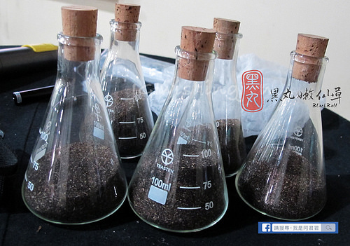 黑丸嫩仙草_阿君君-3808