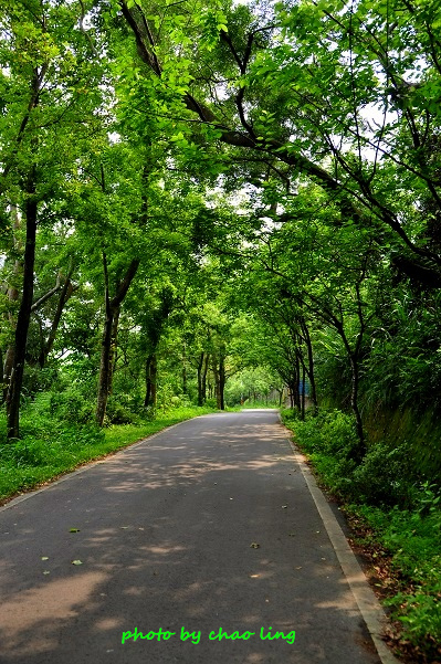樹林.三峽尋桐-25.JPG - 2016夏之豔陽