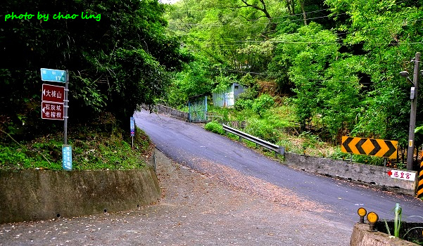 樹林.三峽尋桐-23.JPG - 2016夏之豔陽