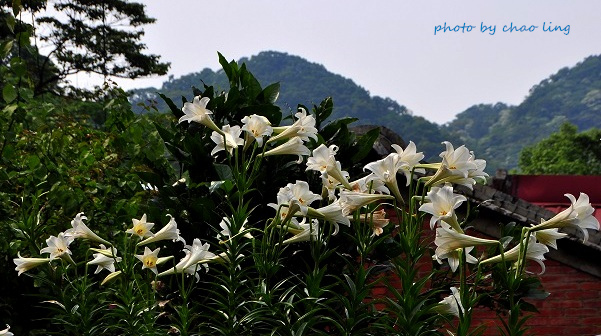 樹林.三峽尋桐-19.JPG - 2016夏之豔陽