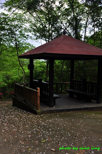 樹林.三峽尋桐-20.JPG - 2016夏之豔陽