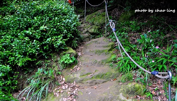 樹林.三峽尋桐-6.JPG - 2016夏之豔陽