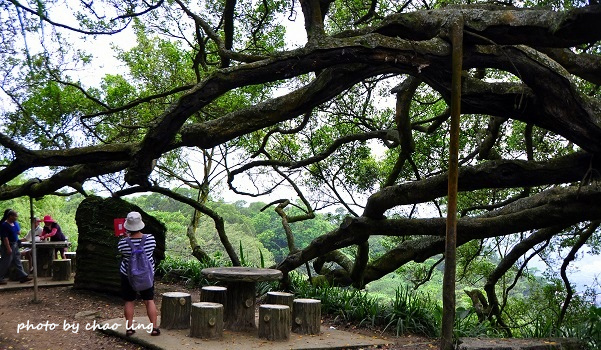 樹林.三峽尋桐-31.JPG - 2016夏之豔陽