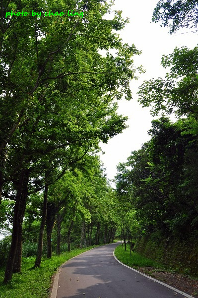 樹林.三峽尋桐-24.JPG - 2016夏之豔陽