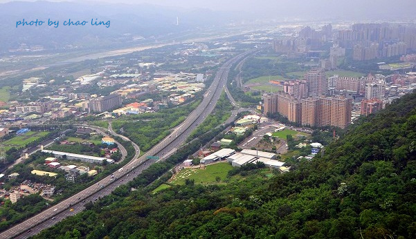 樹林.三峽尋桐-10.JPG - 2016夏之豔陽