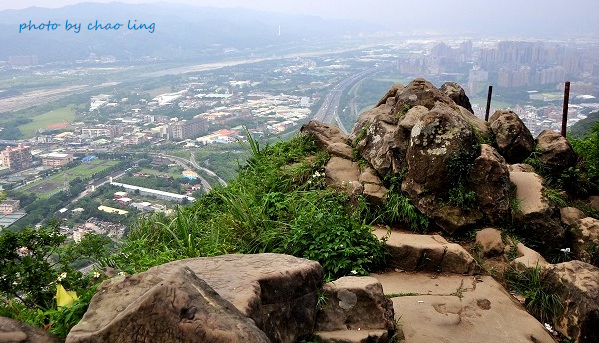 樹林.三峽尋桐-9.JPG - 2016夏之豔陽