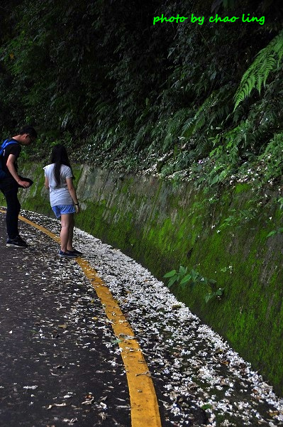 樹林.三峽尋桐-17.JPG - 2016夏之豔陽