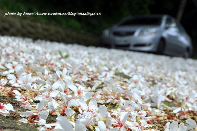 1567116478.jpg - 賞桐遊